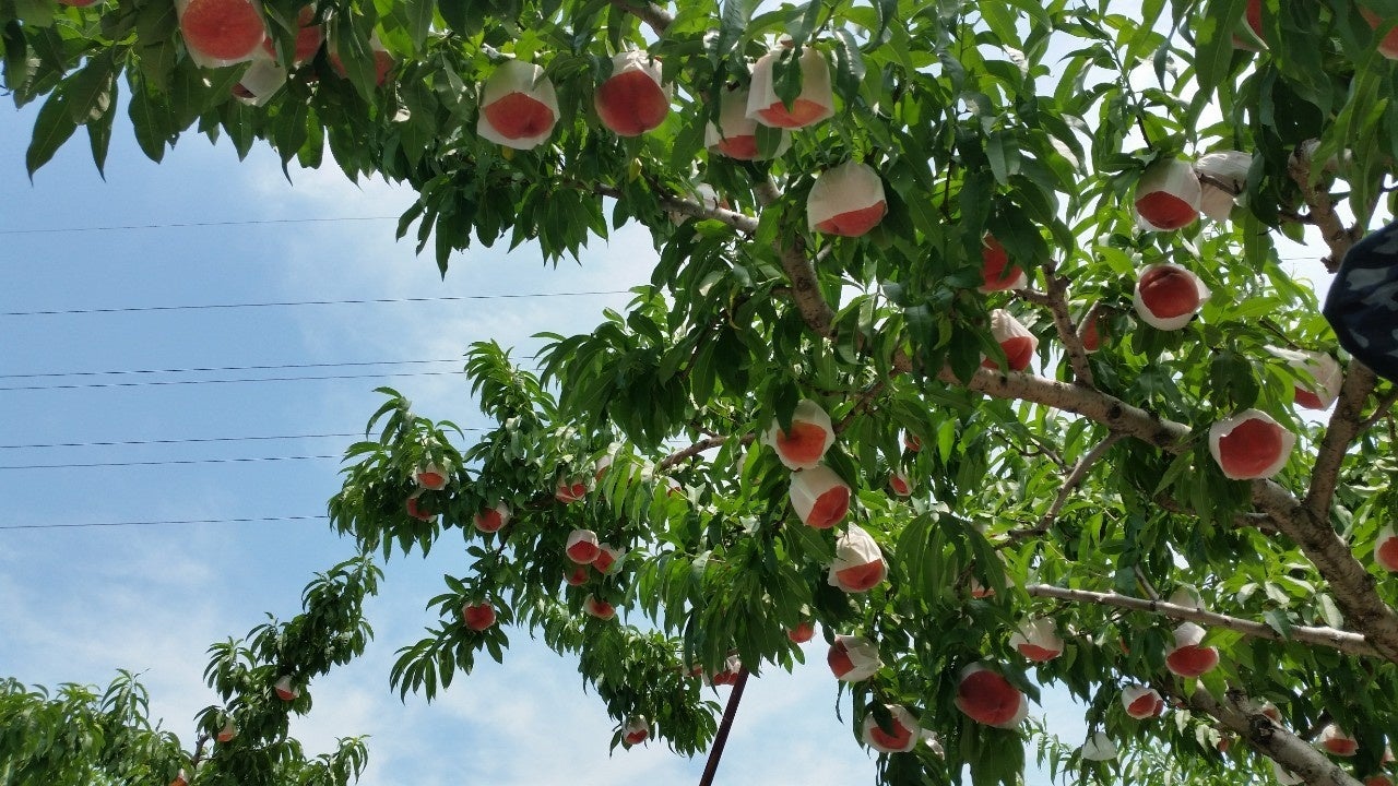7月より本格出荷を開始する山梨の桃
