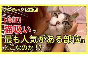 【全国の猫好き必見!】猫吸い人気ランキング 気になる1位は「頭」!?【検証】猫吸いで最も人気がある部位はどこなのか!?7月30日(水)から公開!