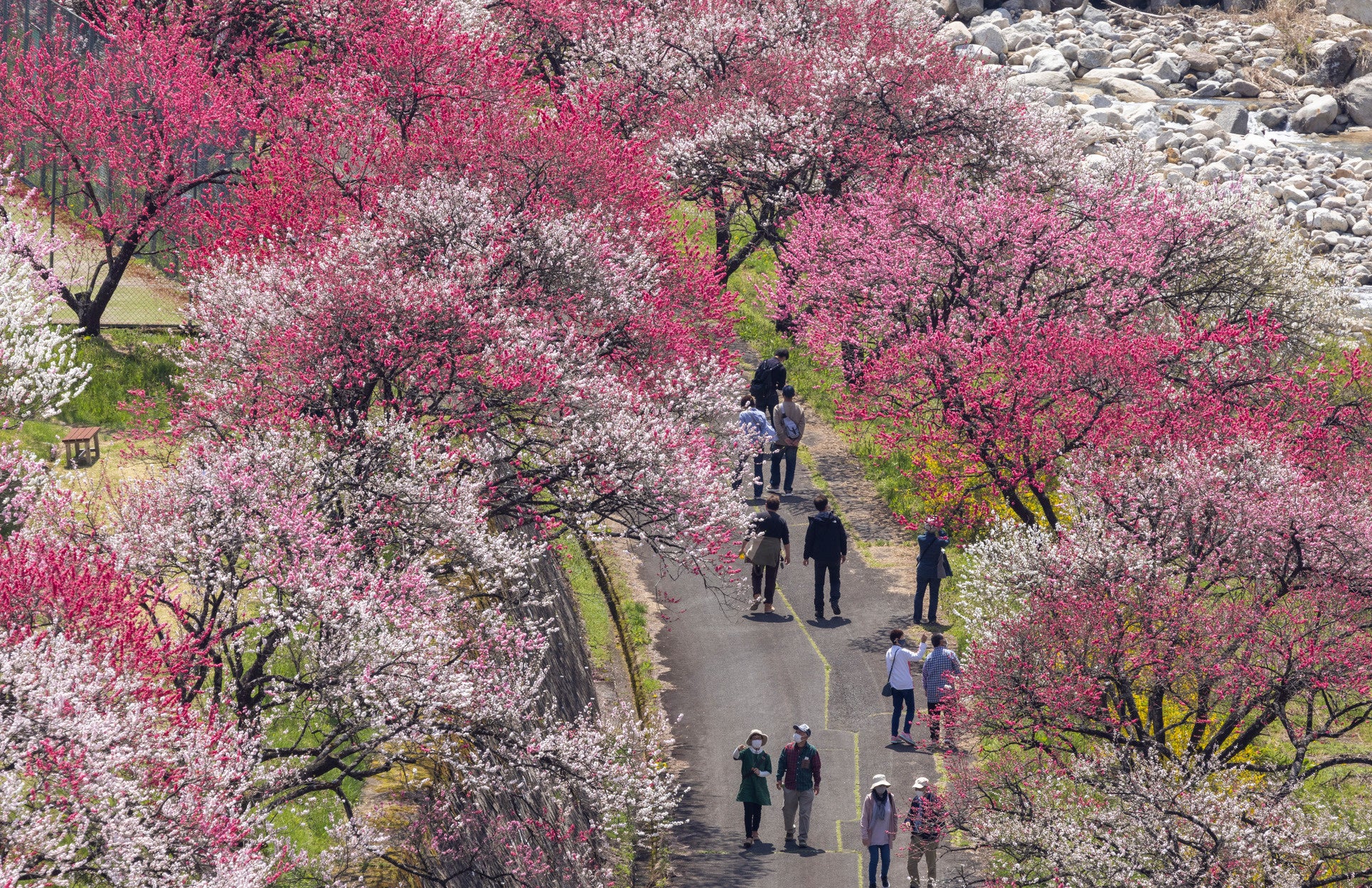 鮮やかな紅色、桃色、白色の花を咲かせる花桃。