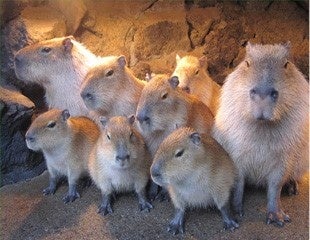 伊豆シャボテン動物公園で人気のカピバラ