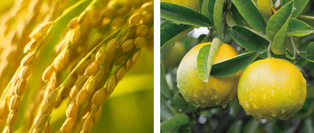 2種の植物由来セラミド＊3  コメヌカスフィンゴ糖脂質、ユズ果実エキス