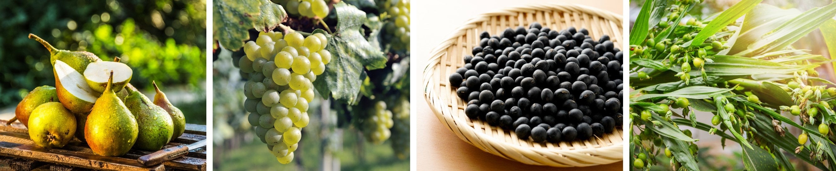 4種の発酵エキス＊1　西洋ナシ発酵エキス、シャルドネ発酵エキス、⿊⾖発酵エキス、ハトムギ発酵エキス　