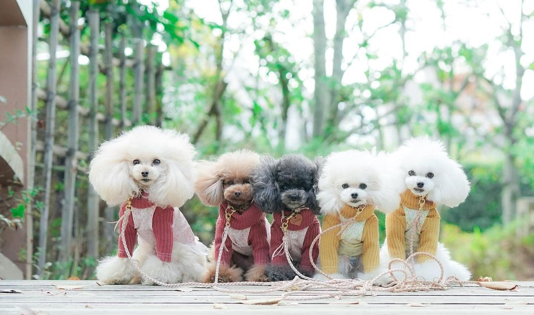 インスタで話題】おしゃれな首輪とリードで愛犬をもっと可愛く！本革