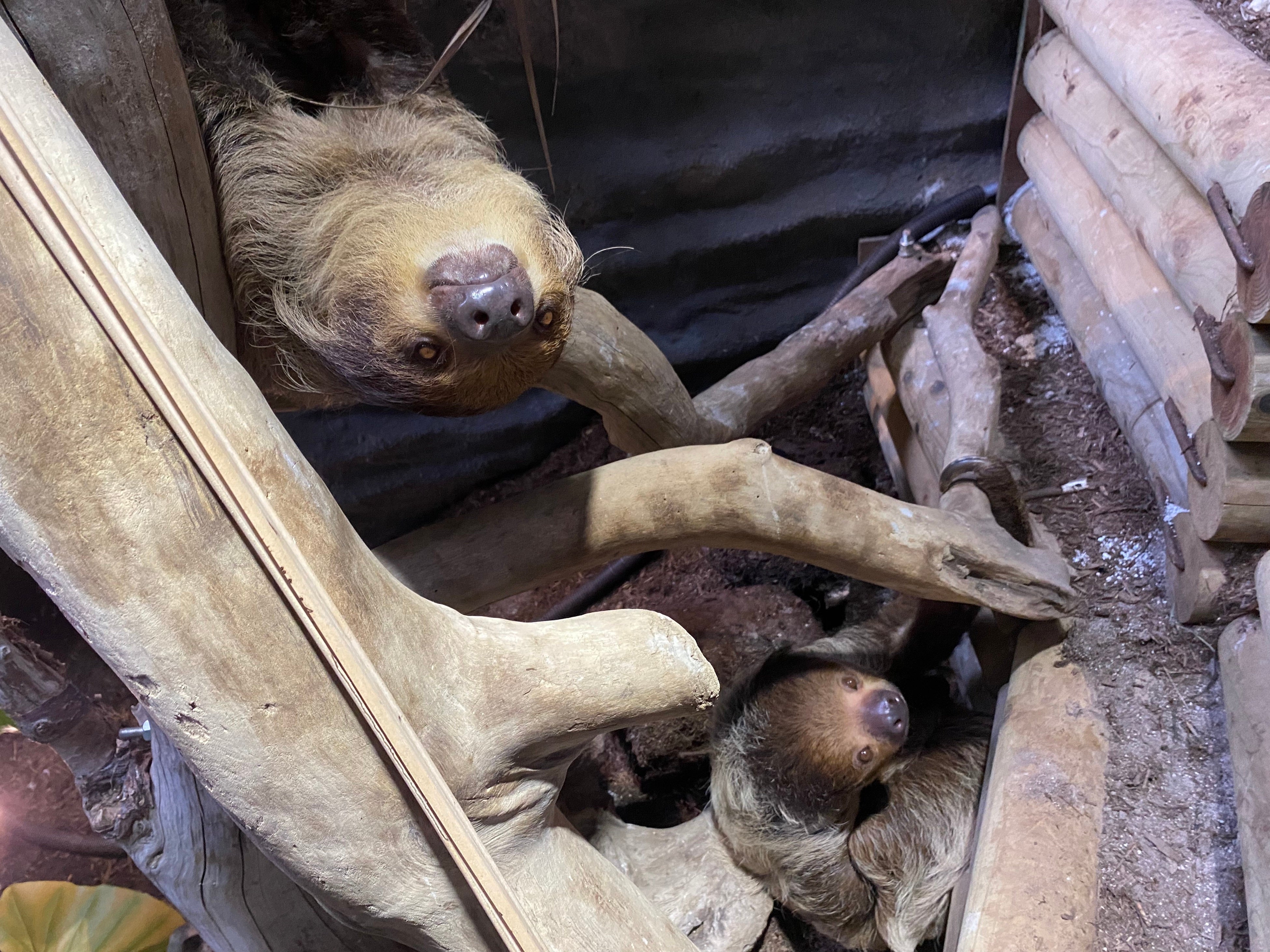 飼育担当クルーが手作りしたナマケモノの木