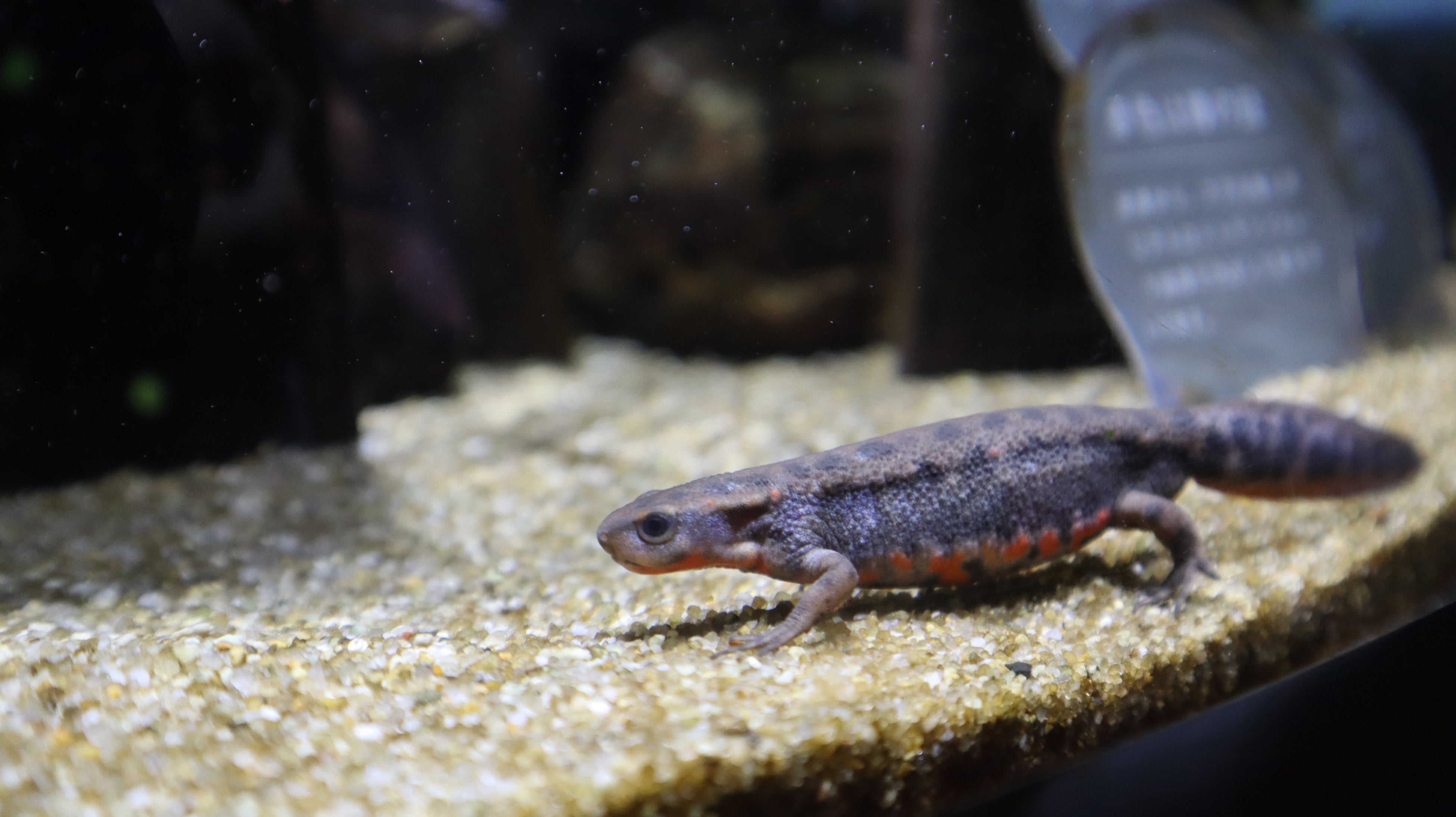 ▲アカハライモリ