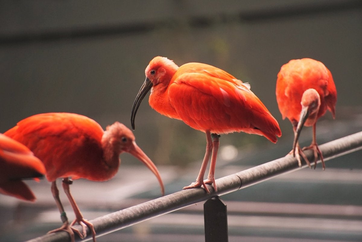 ▲ショウジョウトキ