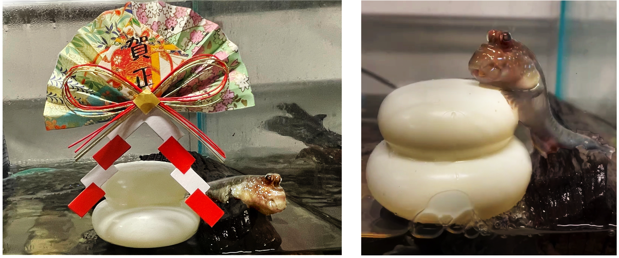 ▲アフリカンマッドスキッパー展示(イメージ)