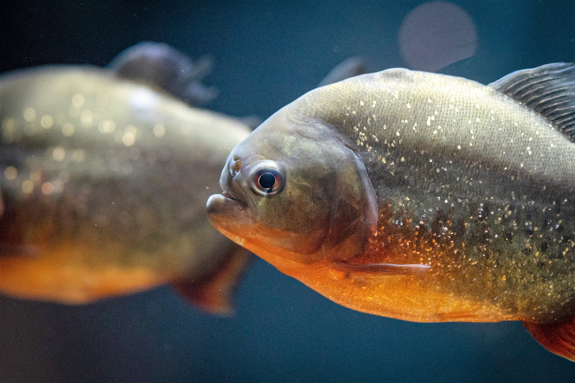 ▲ピラニア・ナッテリー