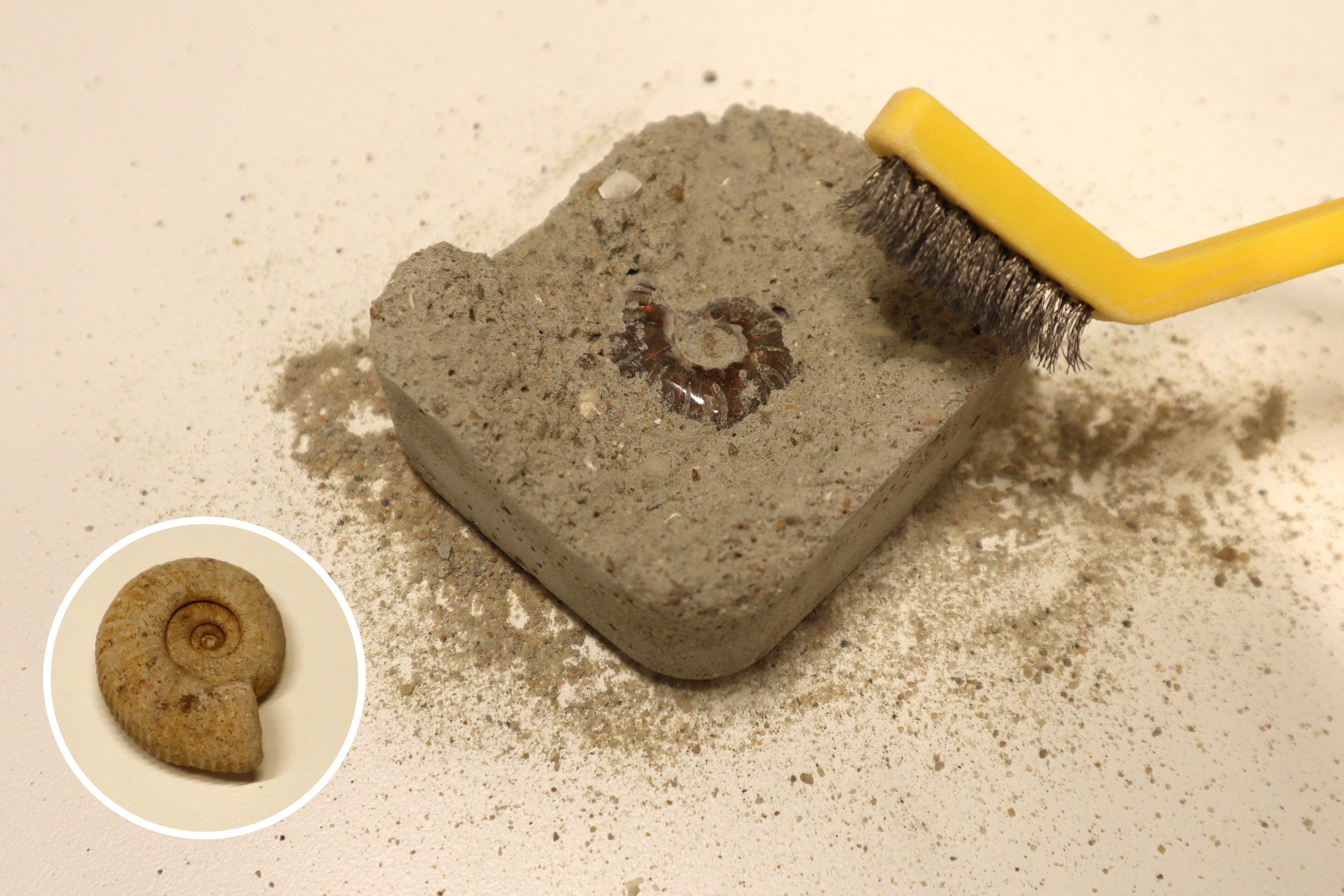 ▲化石掘り体験イメージ