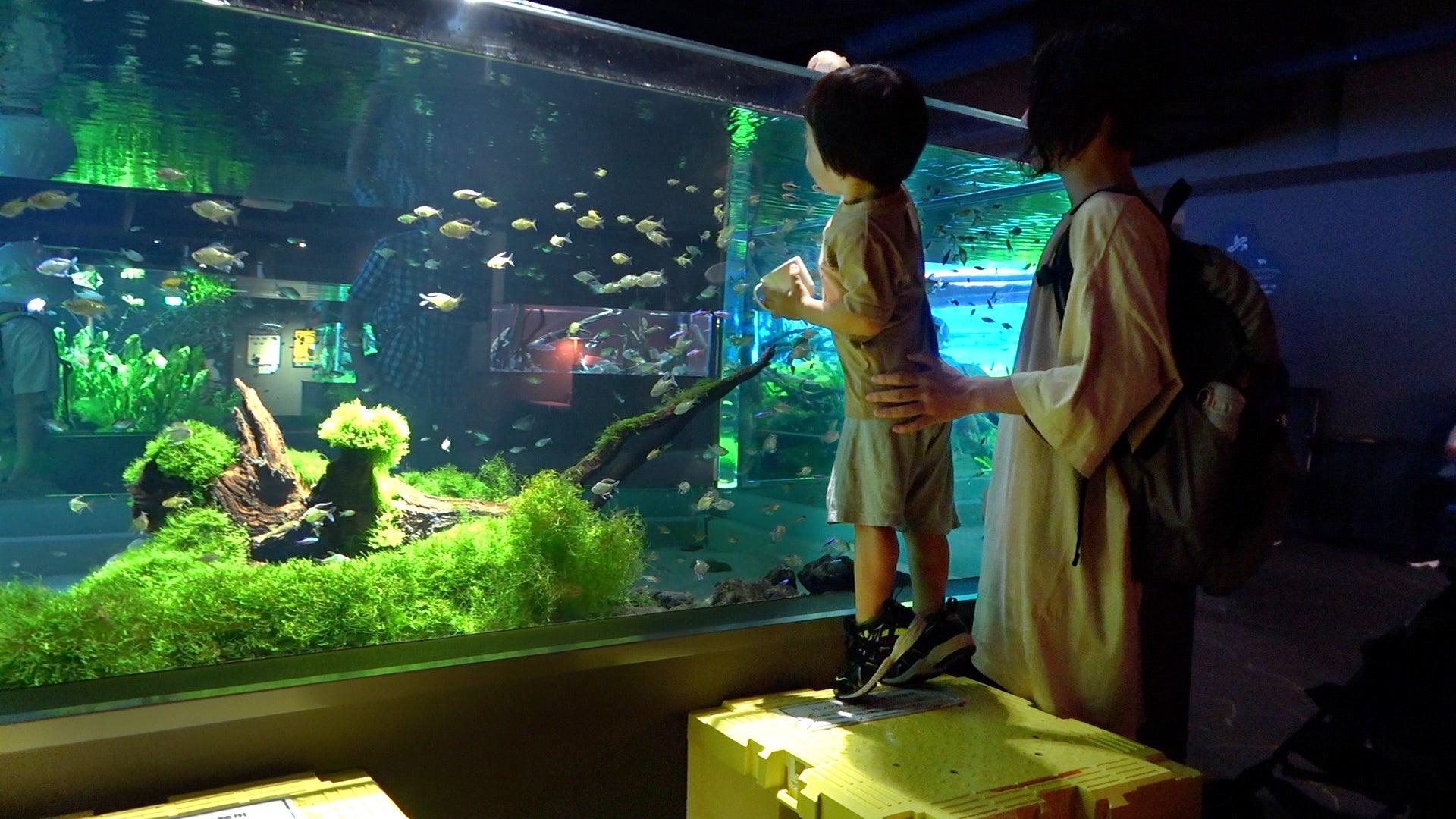 ファミリーでお得にカワスイを楽しもう!カワスイ 川崎水族館「パパママ応援チケット」販売決定! ファミリーでお得にカワスイを楽しもう!カワスイ 川崎水族館「パパママ応援チケット」販売決定!