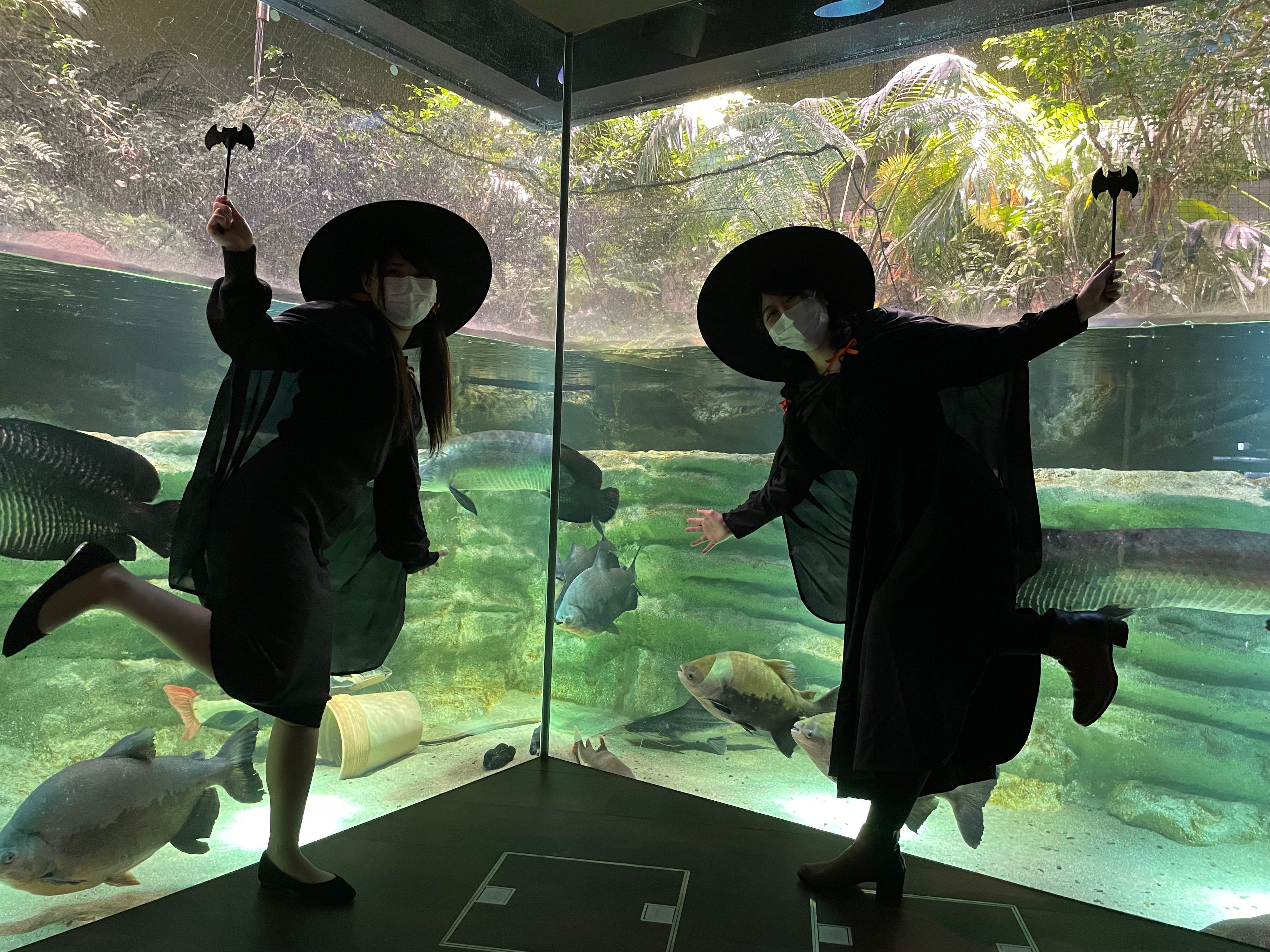 ▲仮装イメージ