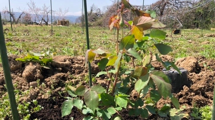 水浸し6ヶ月後（復活）