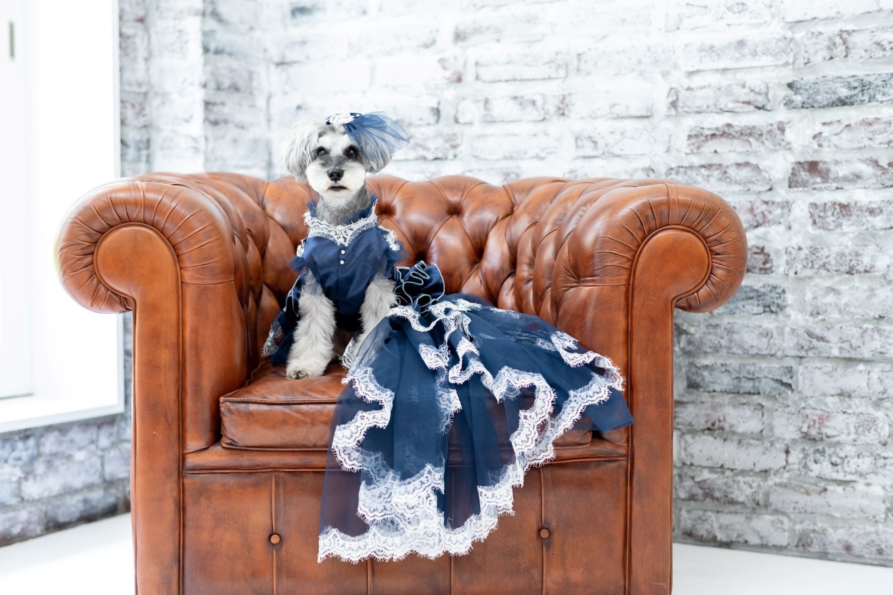 大切な家族である愛犬への愛情のカタチが進化！上質で洗練されたドッグ