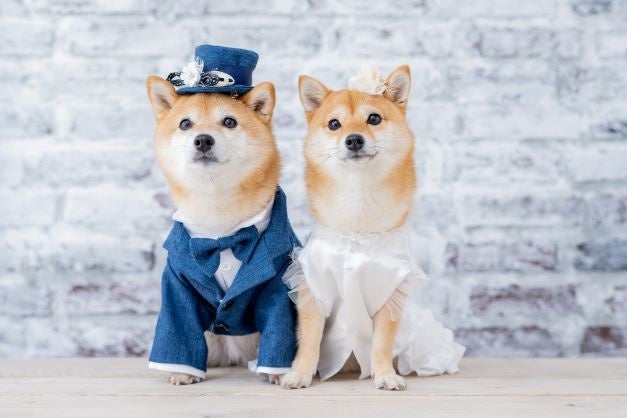 結婚式のリングドッグとして