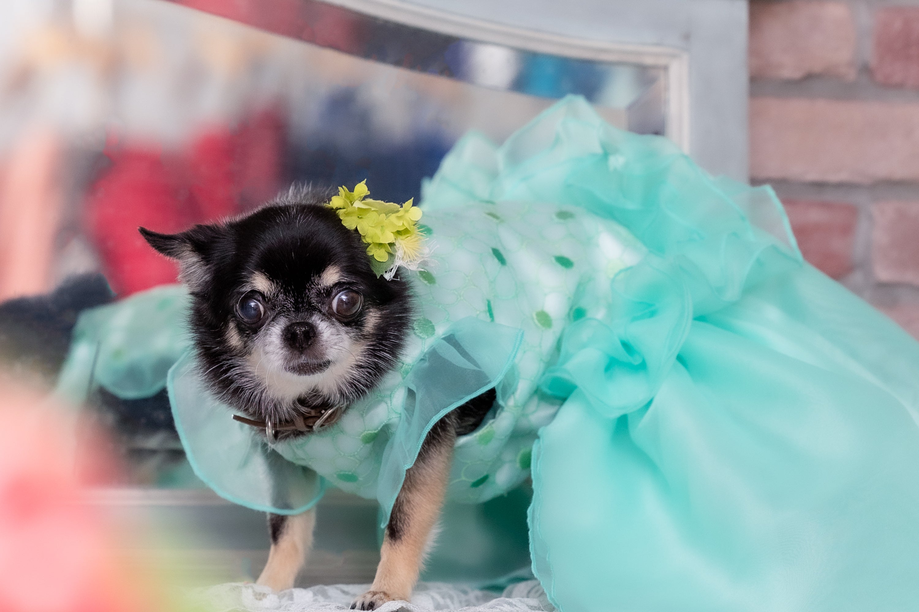 大切な愛犬をラグジュアリーな姿で写真に残すドッグドレス撮影会