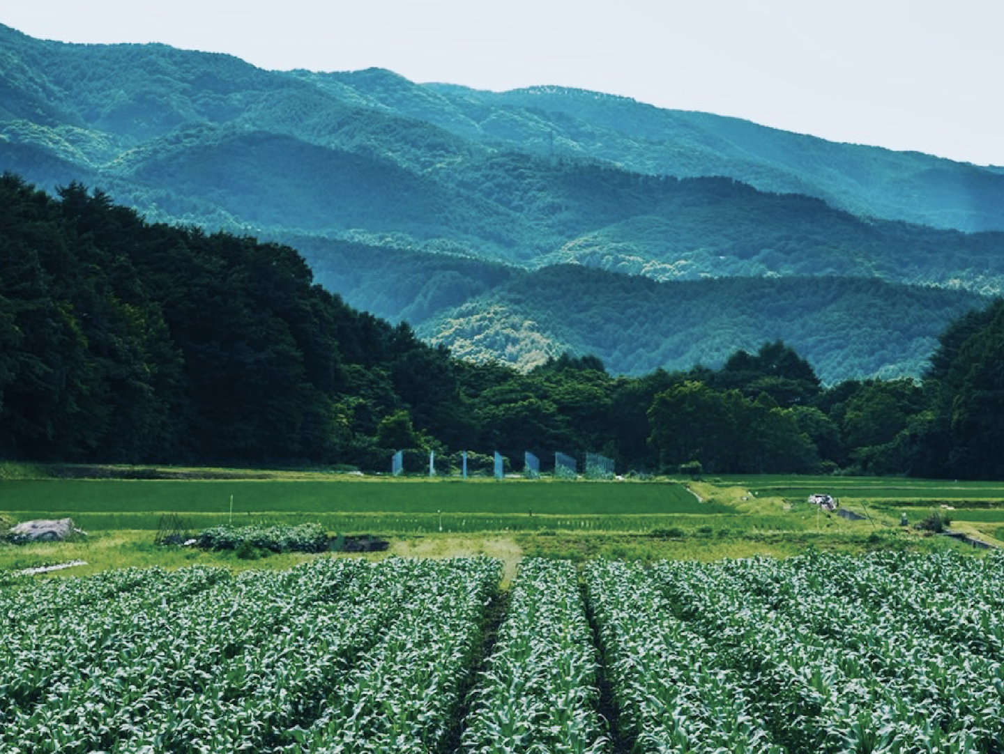 日本ギフト大賞 八ヶ岳生とうもろこし の ハマラノーエン が国内初 モクタンカンの大型直売所 を信州蓼科に22年7月16日 土 より期間限定open 株式会社ベジパングのプレスリリース