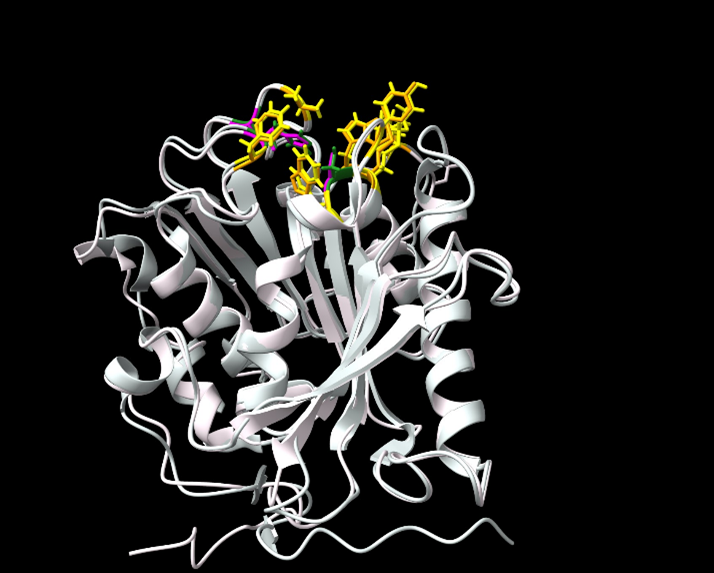 既知のPET分解酵素の結晶構造と本研究で見いだされたPBS分解酵素の推定構造との比較。 桃色と緑色が活性中心、黄色と橙色がPET結合部位のアミノ酸を示す。