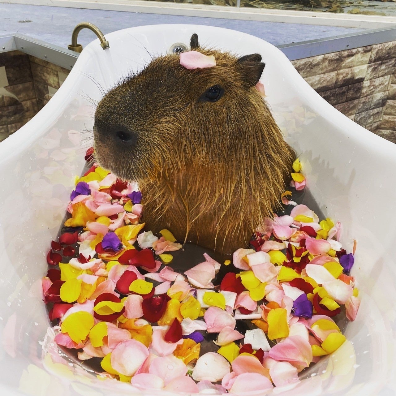 ユニークな室内型ふれあい動物施設 「アニタッチ　みなとみらい」 フラワーバスに入ったカピバラも 10周年をお祝い