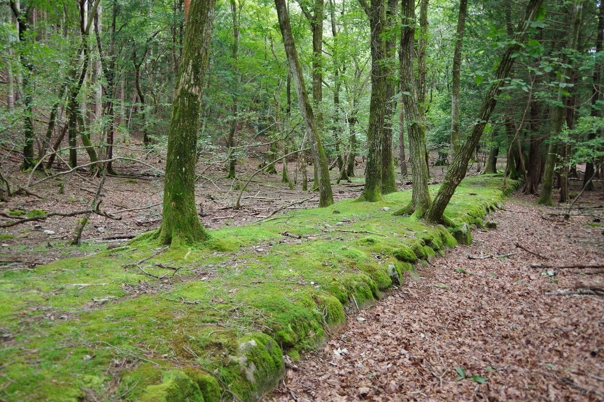 馬車鉄道の跡は山中で鮮やかな緑色に浮かび上がる小道と化していました（9月1日の調査での撮影）