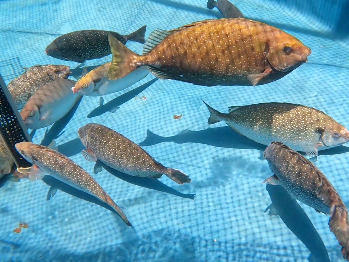 実験水槽内のアイゴ