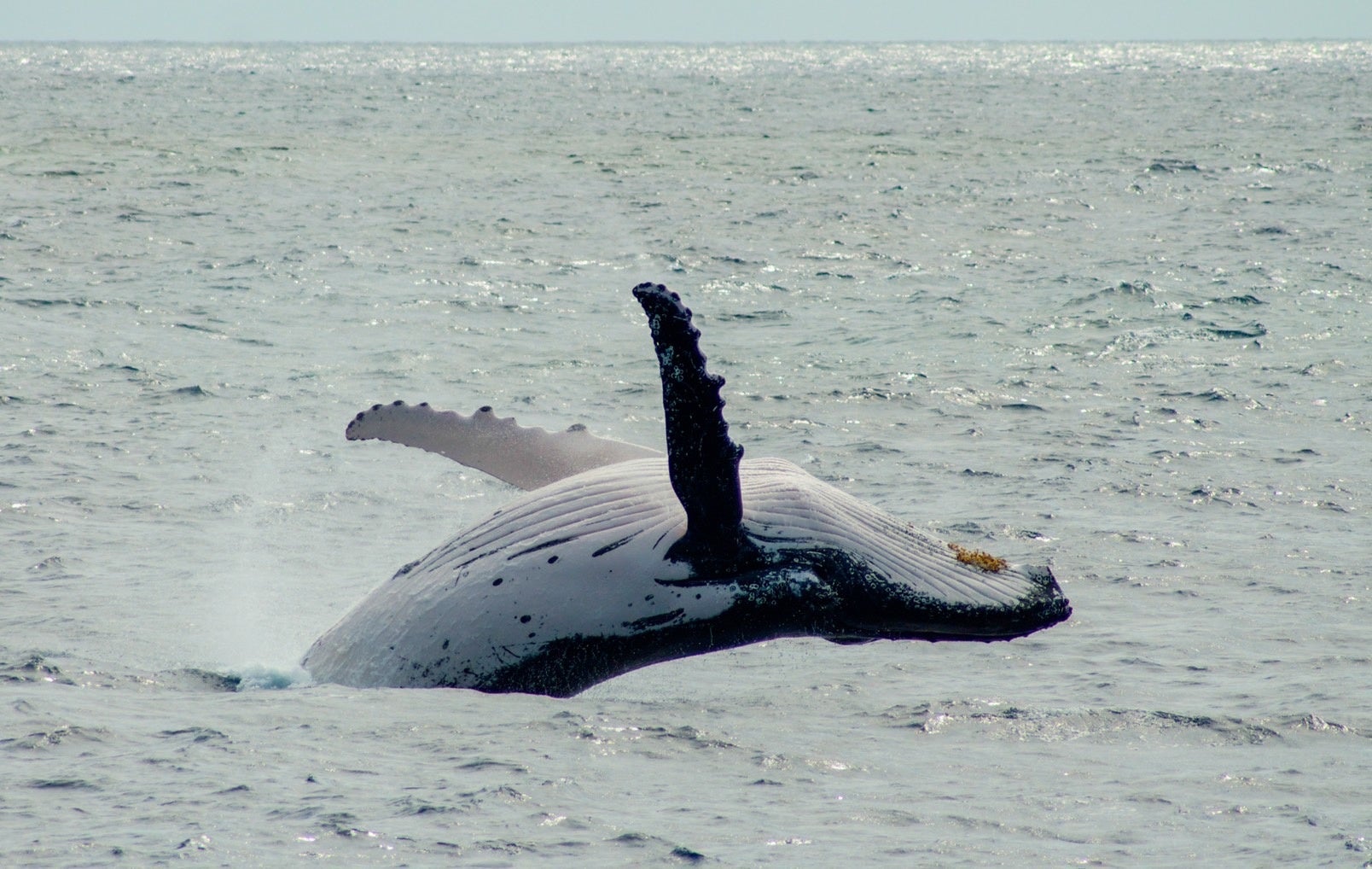 ©フランクランドリーフクルーズ