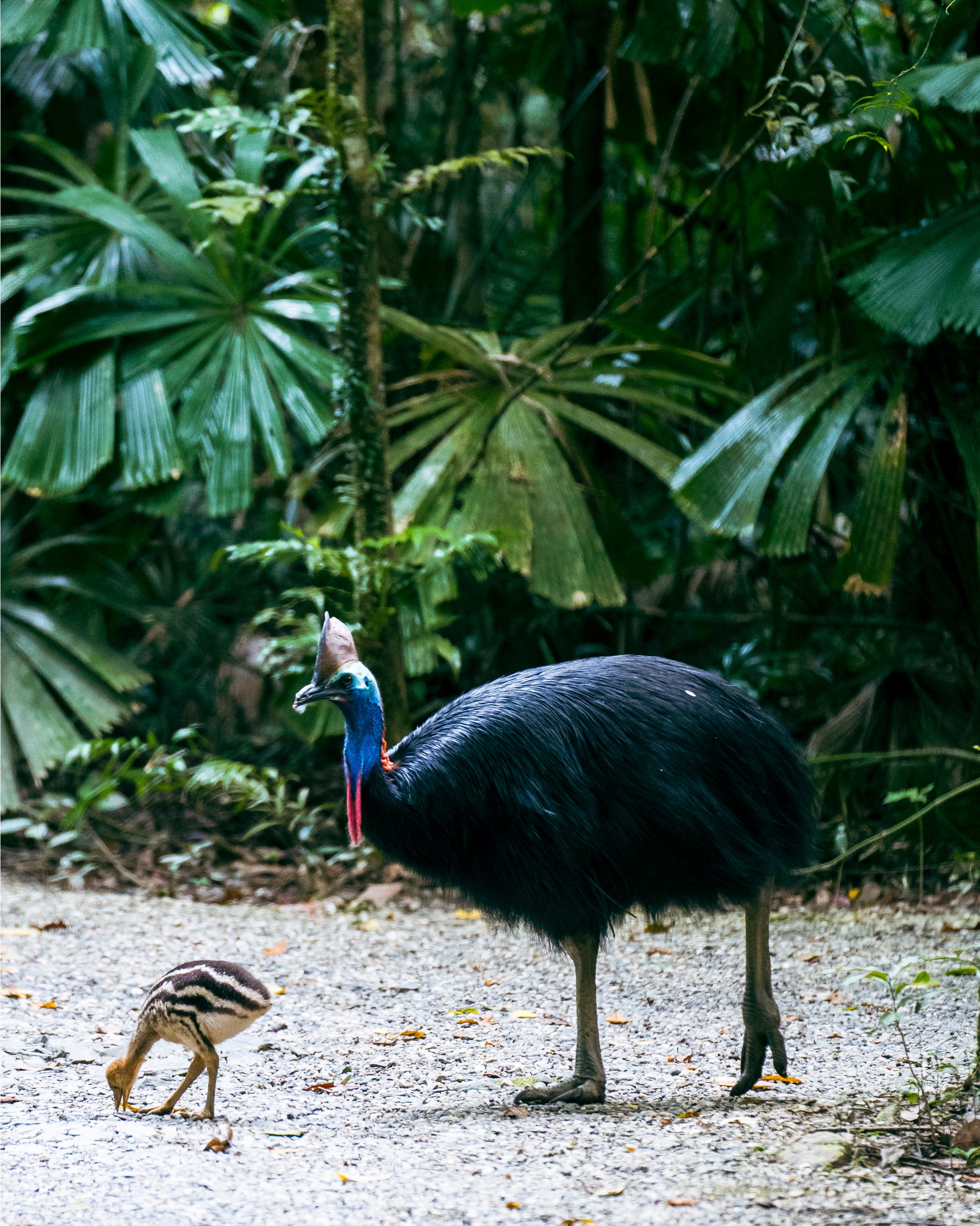 ©ケアンズ観光局