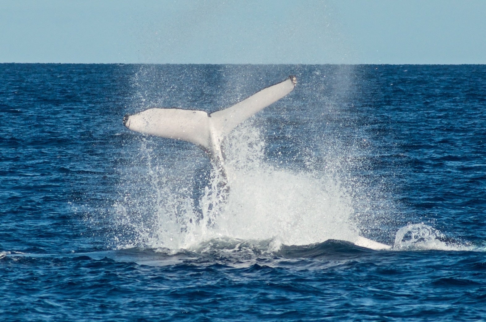 ©フランクランドリーフクルーズ