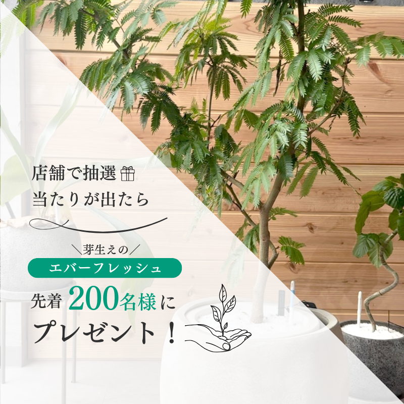 【ONE PLANTS清水町店】「芽生えのエバーフレッシュプレゼントキャンペーン」開催！