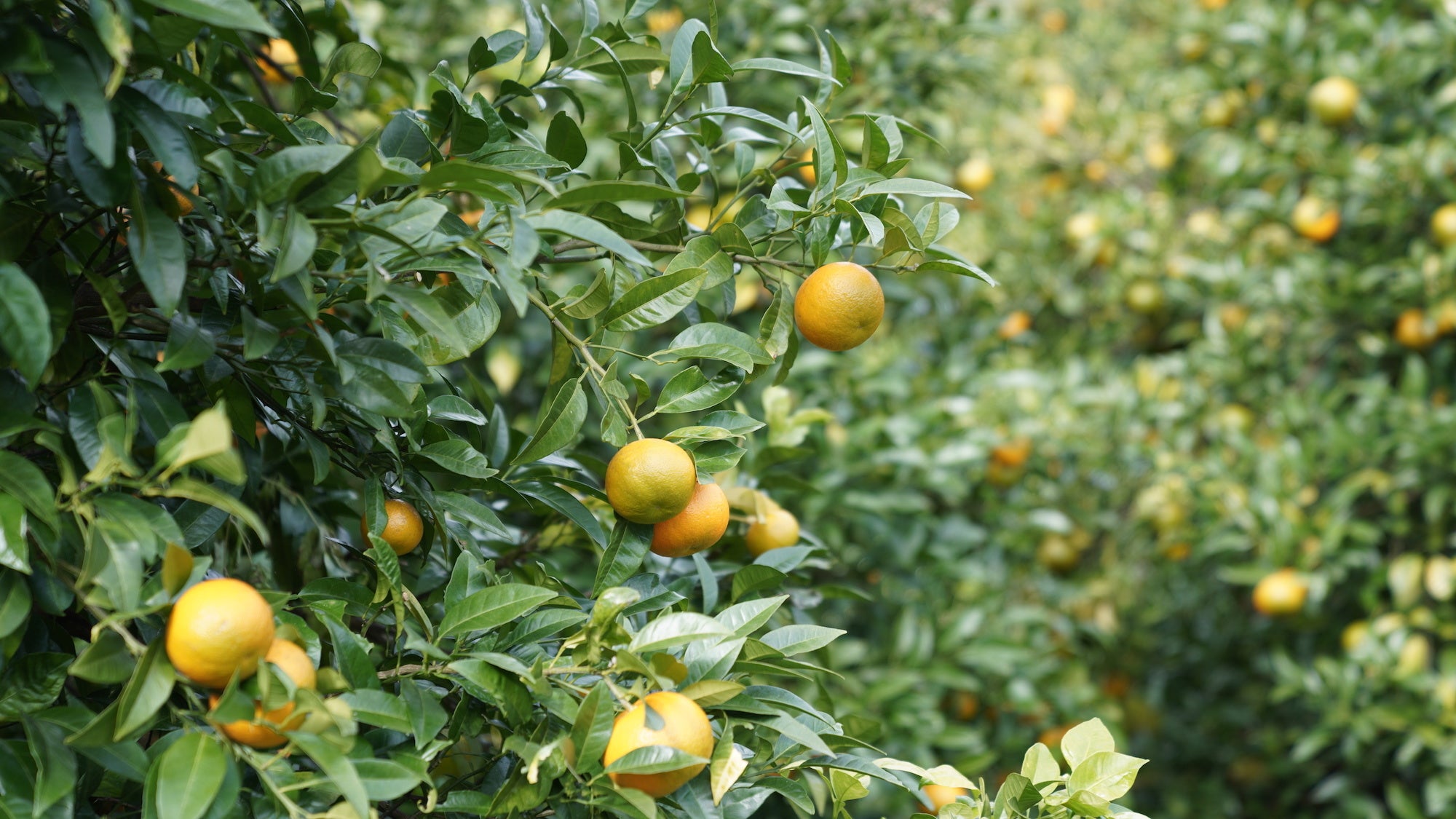 香りのもととなるのは、橙の果肉ではなく皮の部分。甘さのない清々しい香りは、幅広い層に楽しんでいただけます。