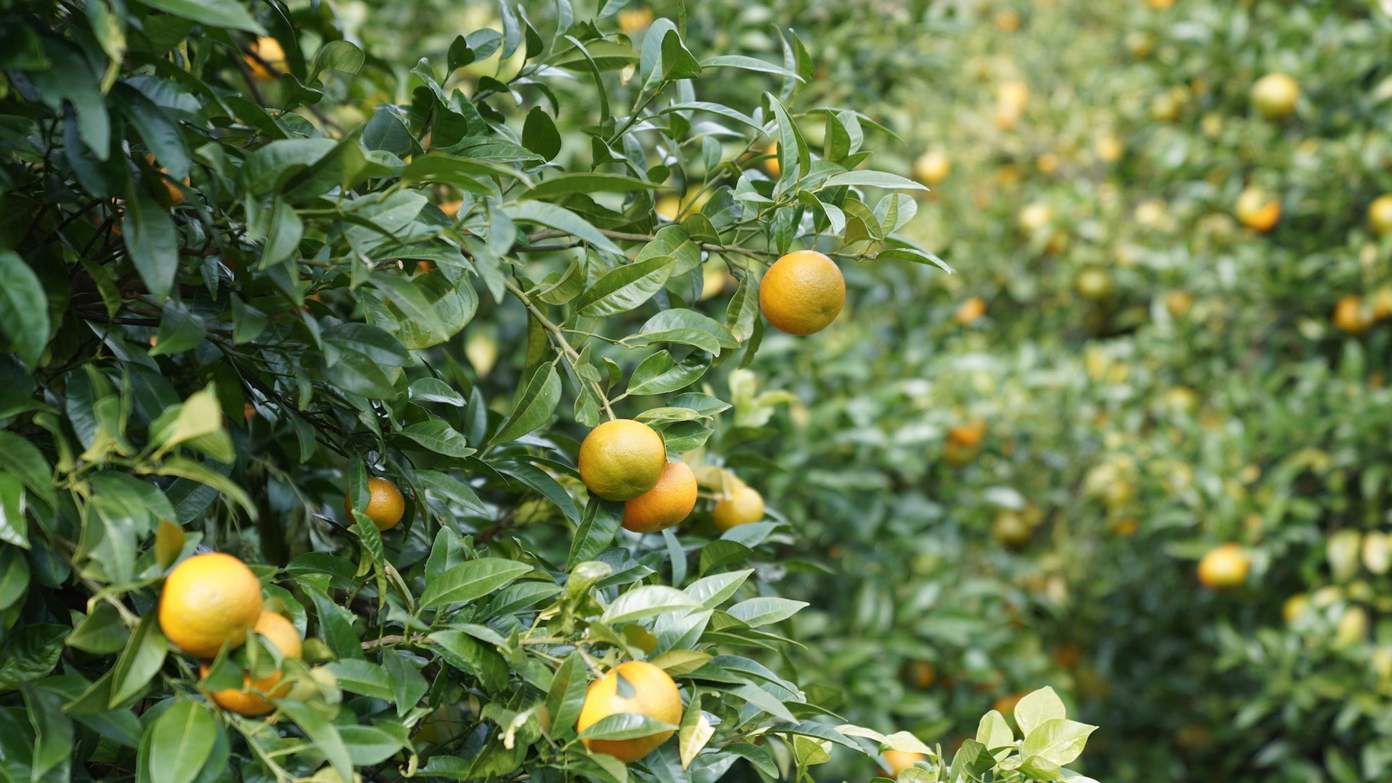 香りのもととなるのは、橙の果肉ではなく皮の部分。甘さのない清々しい香りは、幅広い層に楽しんでいただけます。