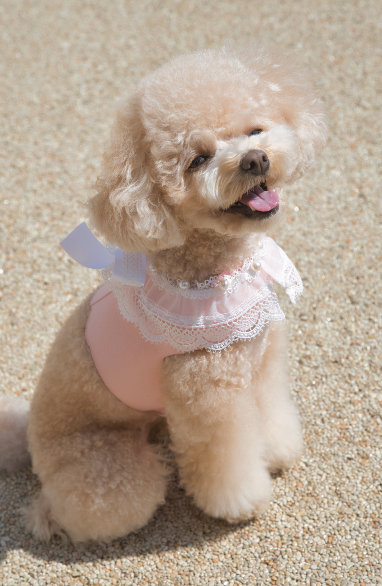 Lace Collar Harness + Leash 