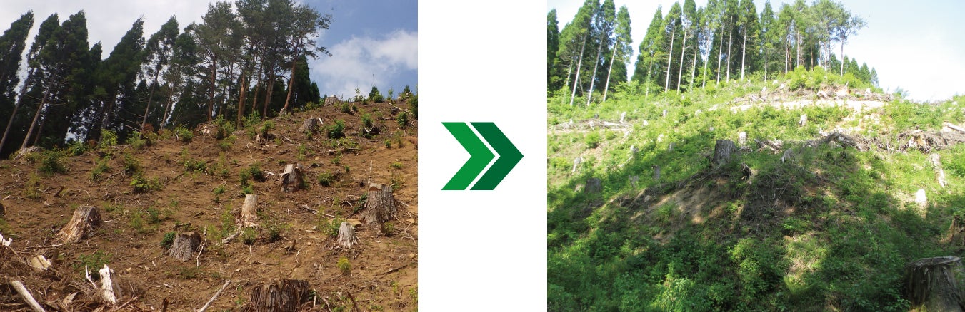 日南町湯河「稲積山」 (左) 2022年3月植林直後の様子 (右) 2023年5月の様子