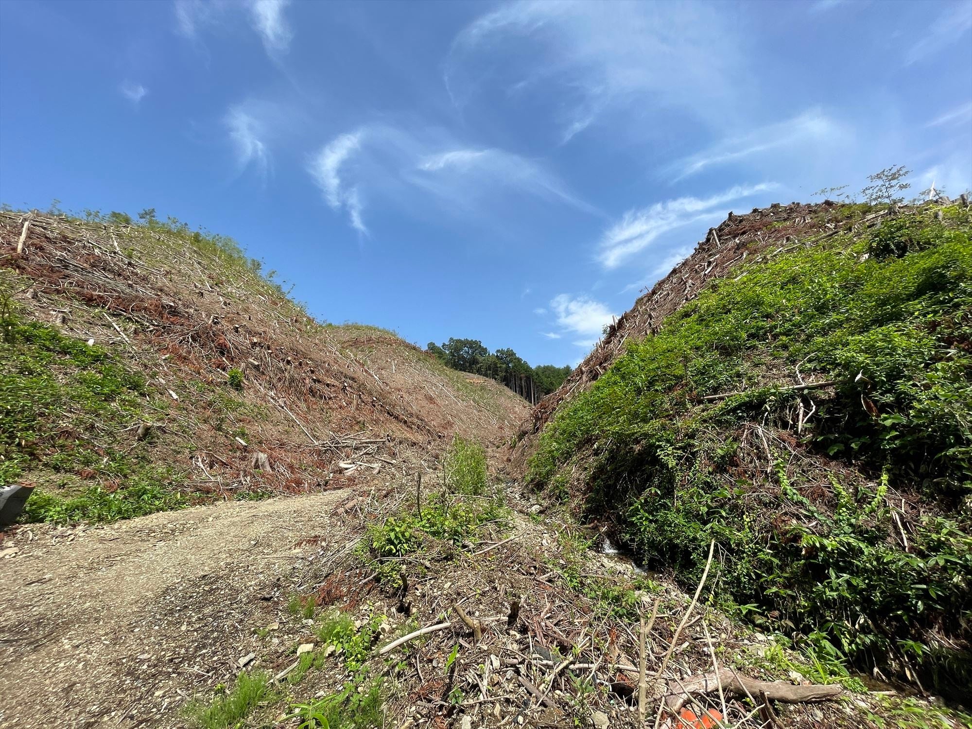 新元重山国有林