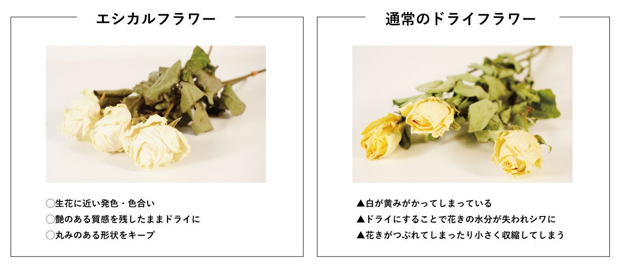 エシカルフラワー紹介画像