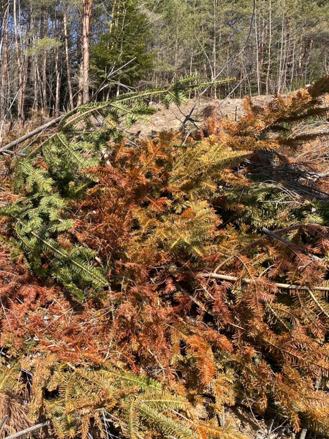 あぶくまの草木