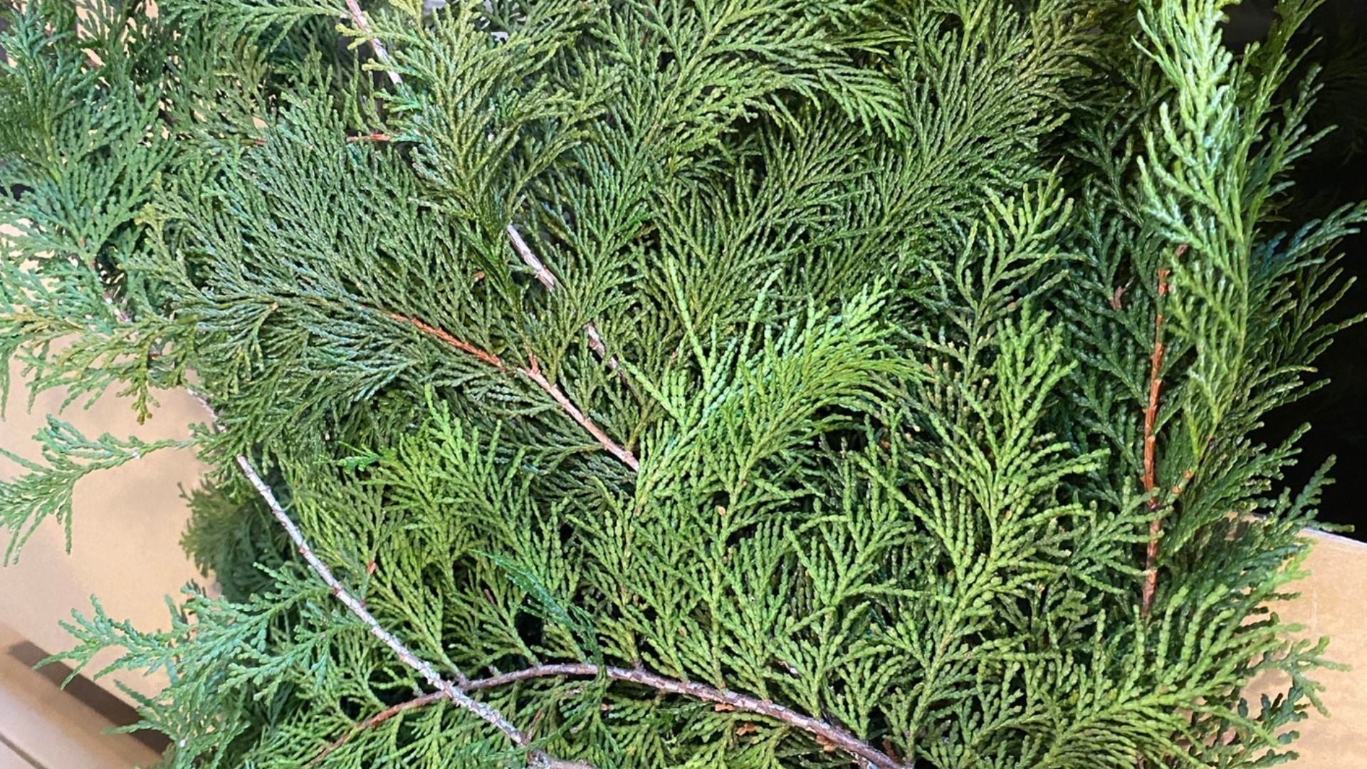 提供花材：あぶくまの草木
