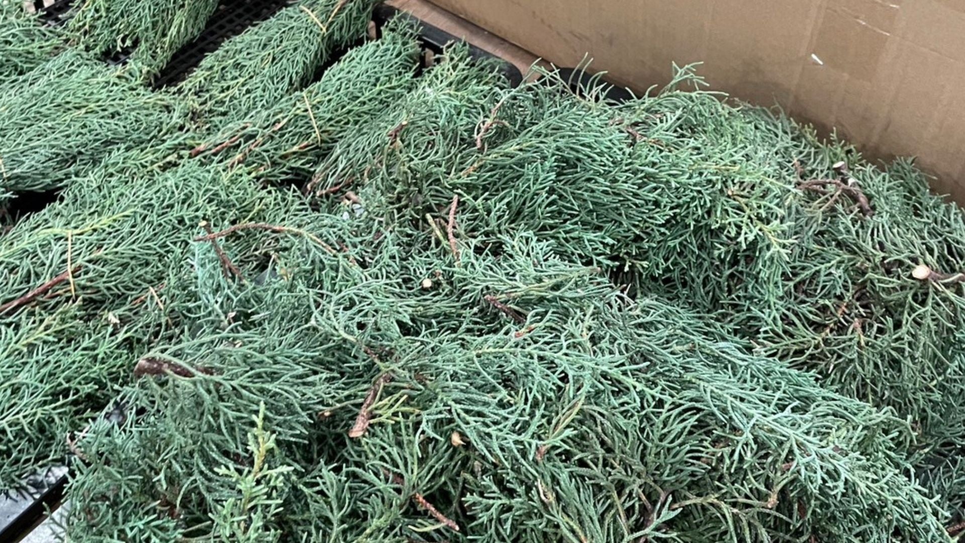 提供花材：ブルーアイス