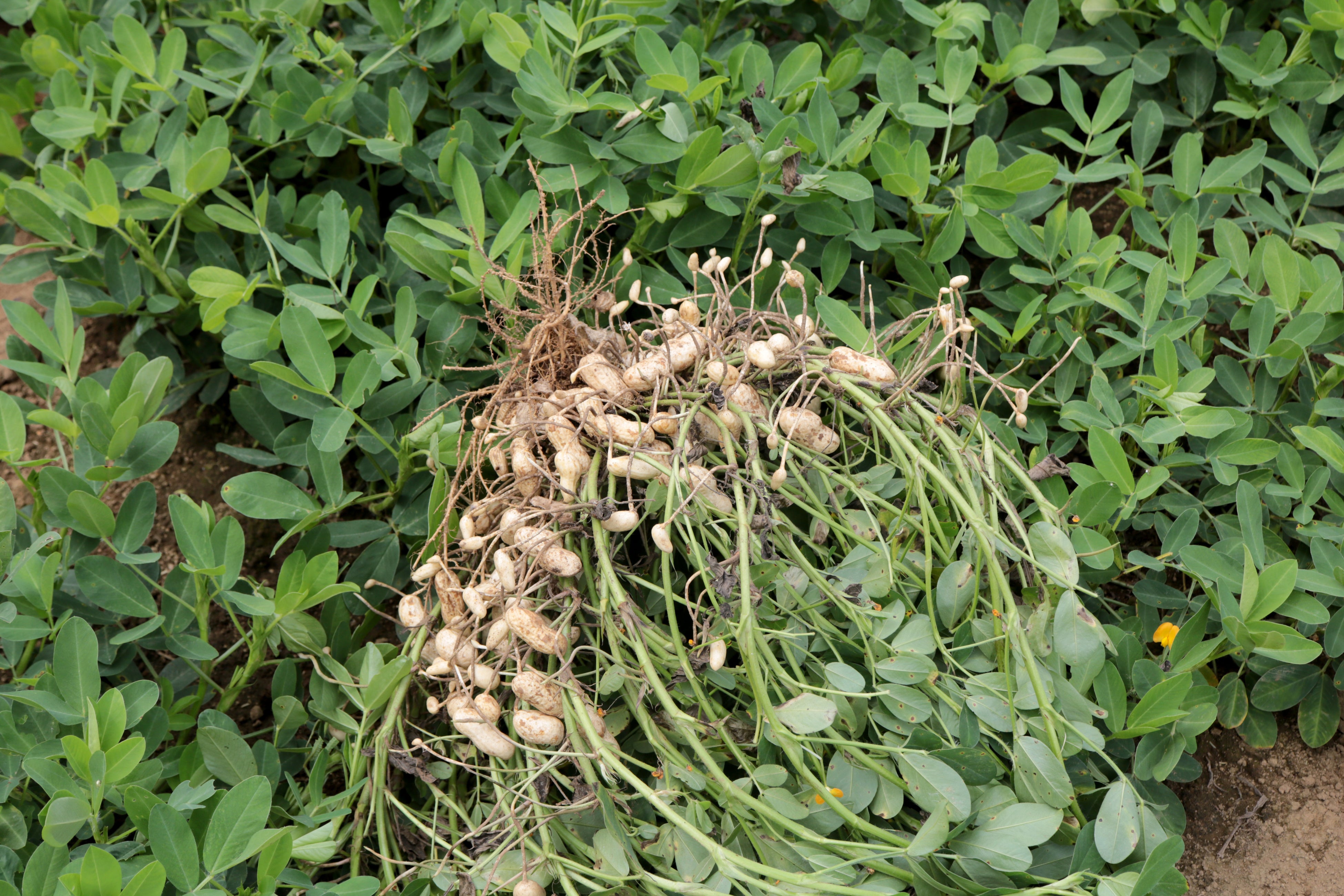収穫した落花生