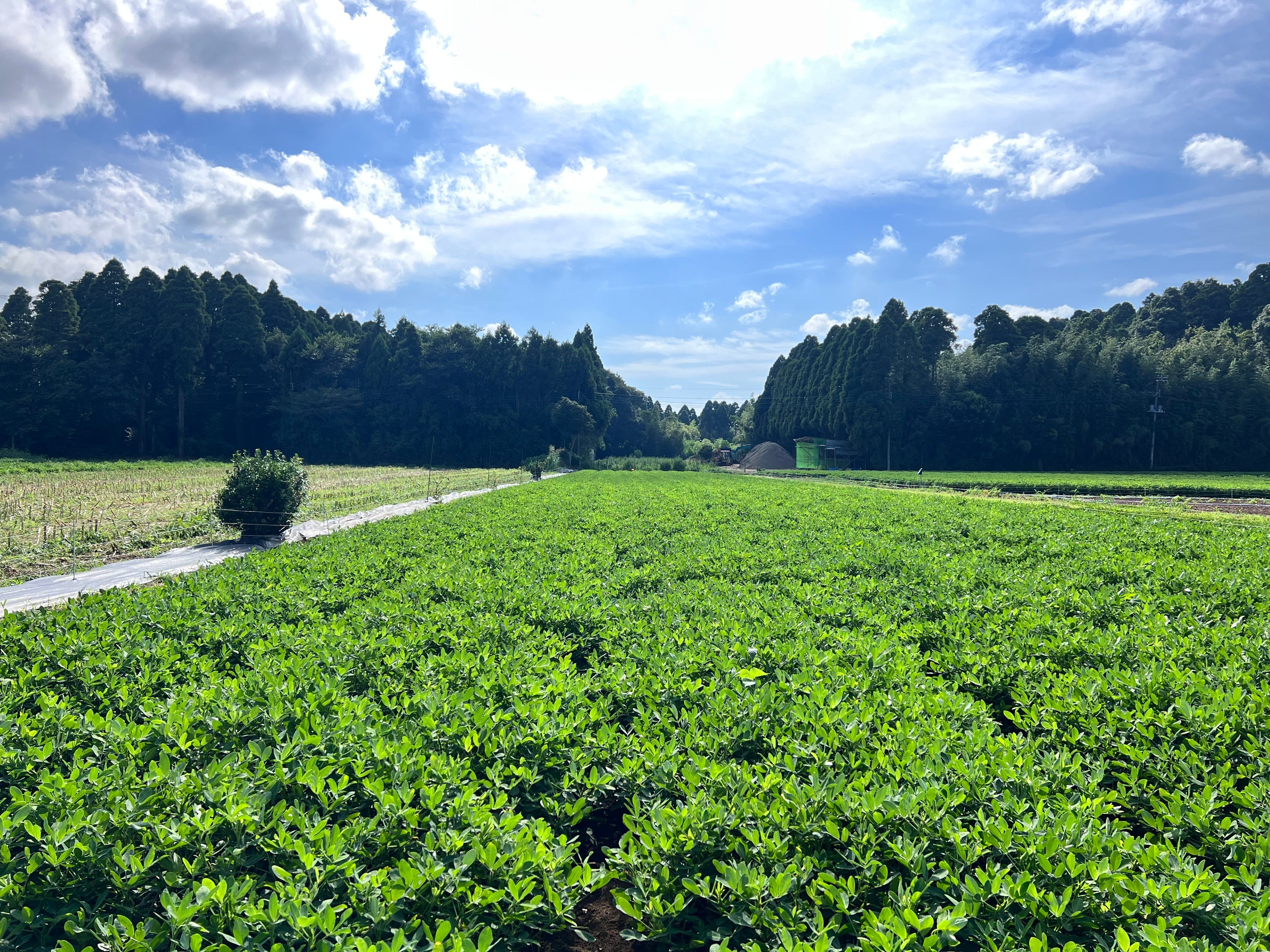 収穫を控えた落花生畑