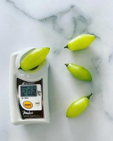 幻のぶどう「ゴールドフィンガー」は糖度20度以上も！