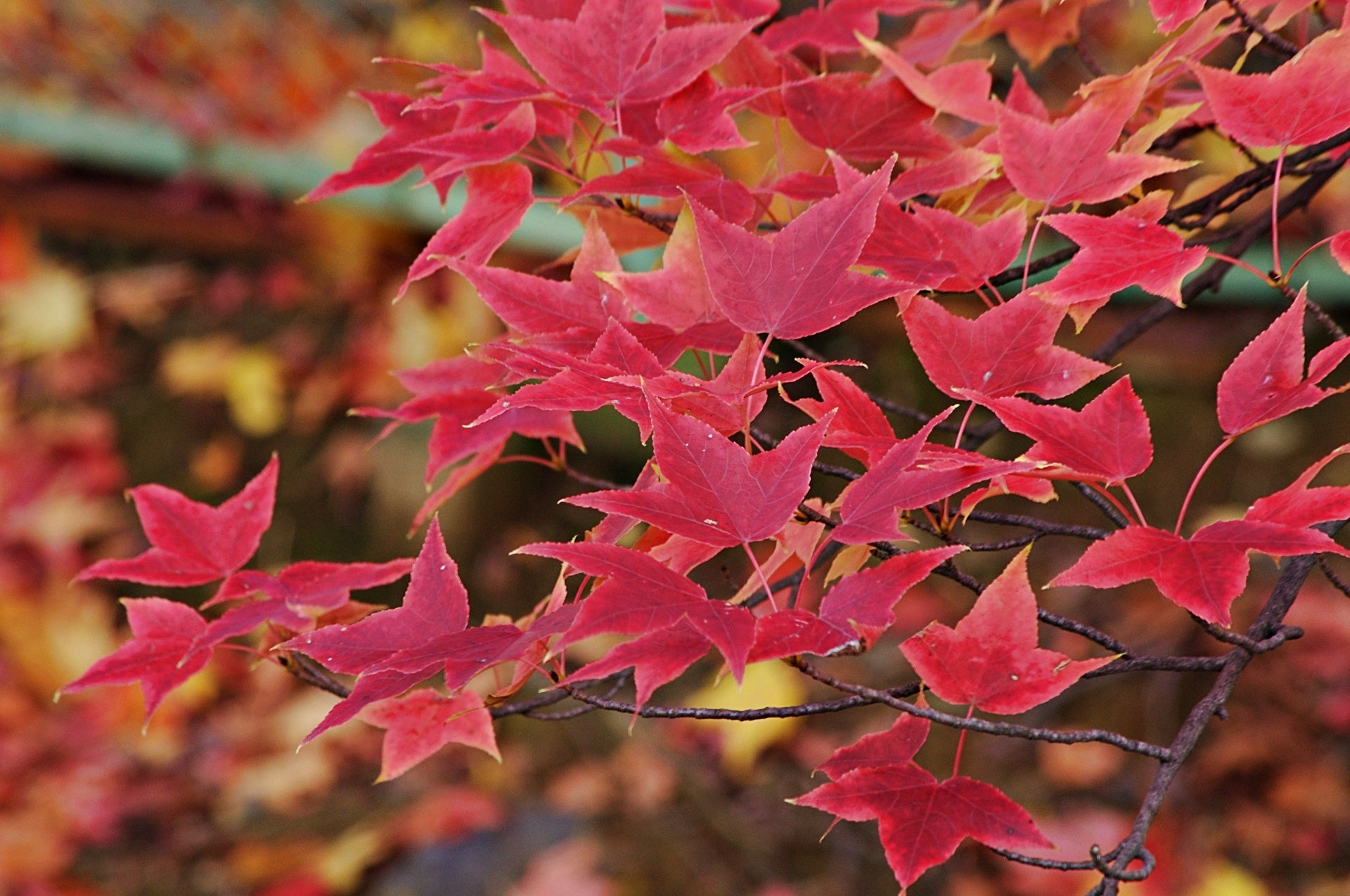 紅葉した楓の葉