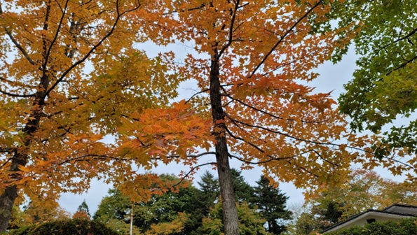 紅葉した楓(フウ。カエデとは別)