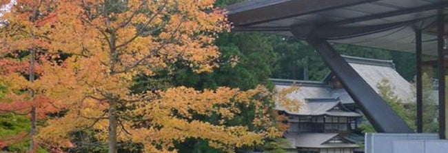 日光東照宮のフウの木　日光東照宮提供