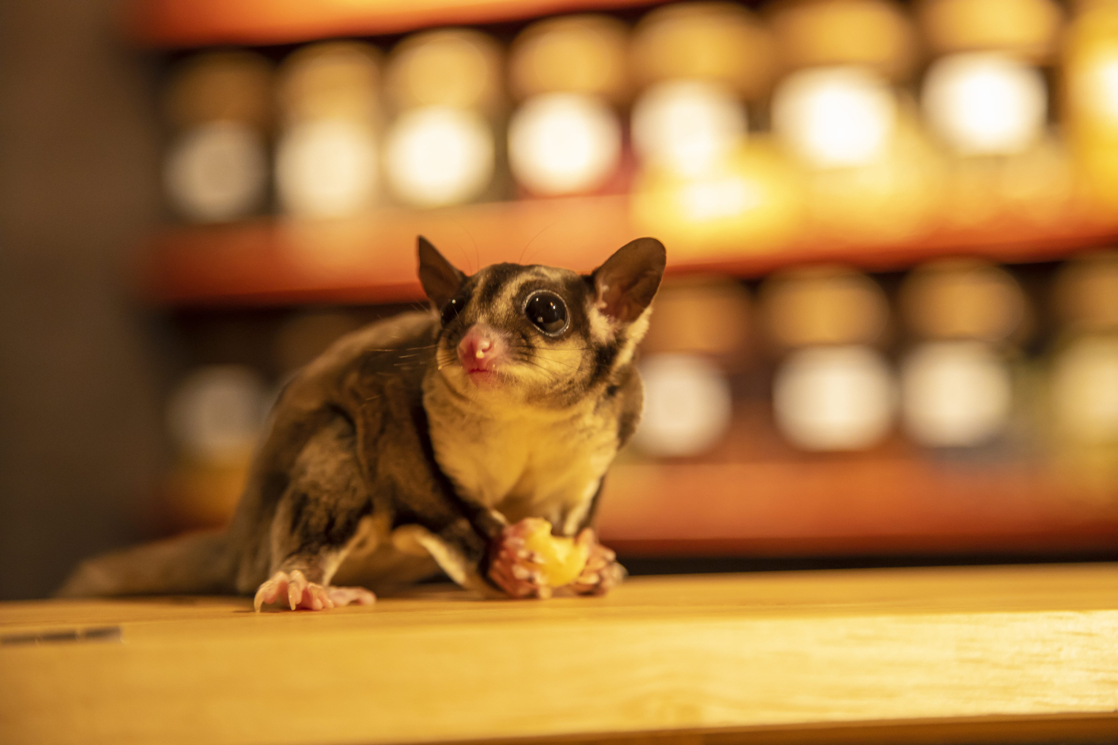 フクロモモンガのミミ店長