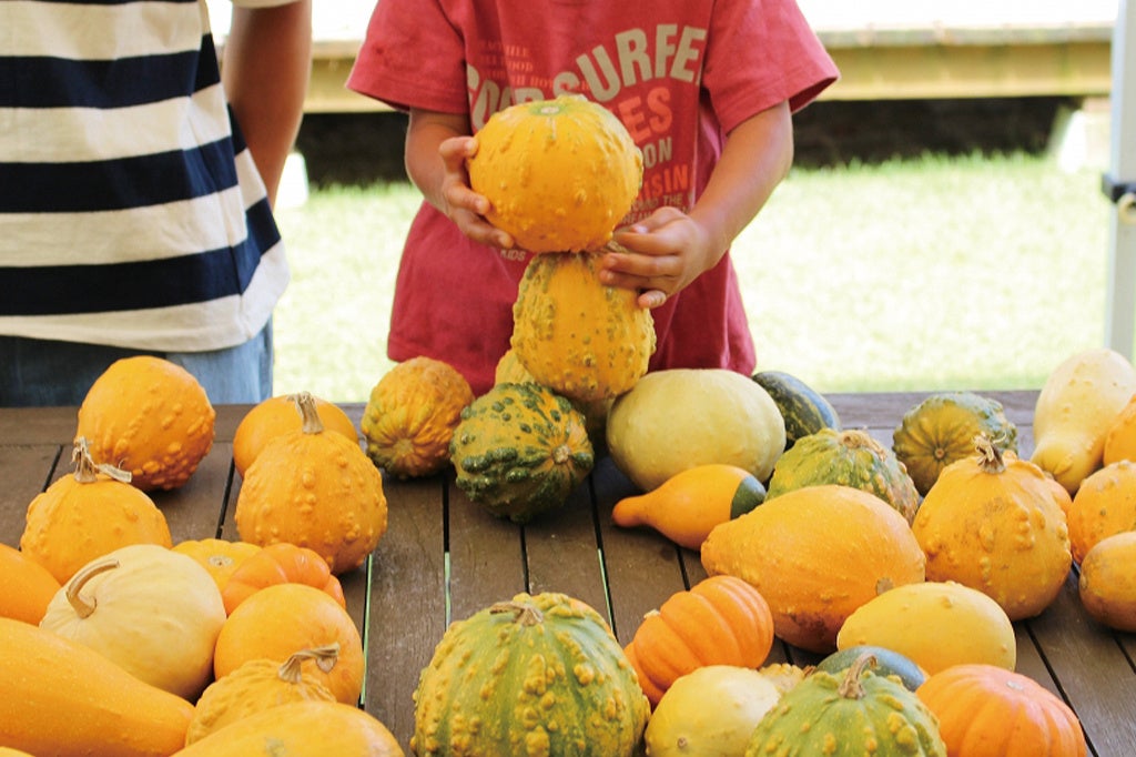 おもちゃかぼちゃ積み上げゲームのようす