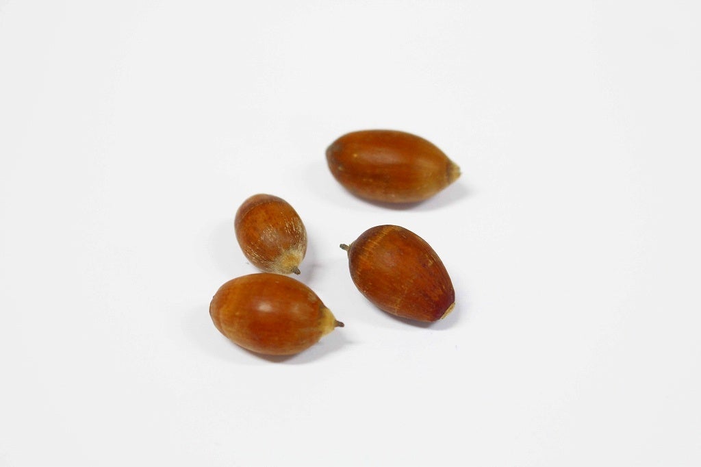 ウバメガシの実