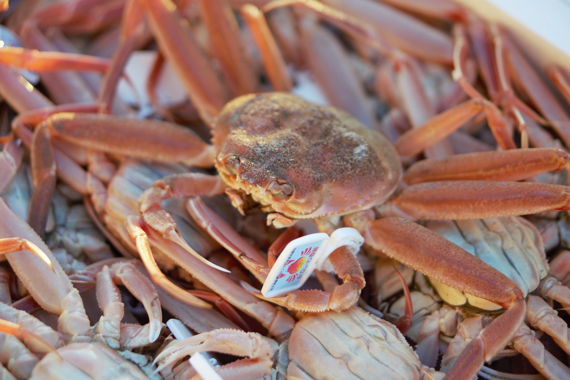 ホテル金沢 11月6日カニ漁解禁 金沢港で揚げられる希少な 香箱ガニ をホテル金沢の和食ダイニング ラズベリー にて提供開始 ホテル金沢株式会社のプレスリリース ホテル金沢 11月6日カニ漁解禁 金沢港で揚げられる希少な 香箱ガニ をホテル金沢の和食ダイニング ラズベリー にて提供開始 ホテル金沢株式会社のプレスリリース