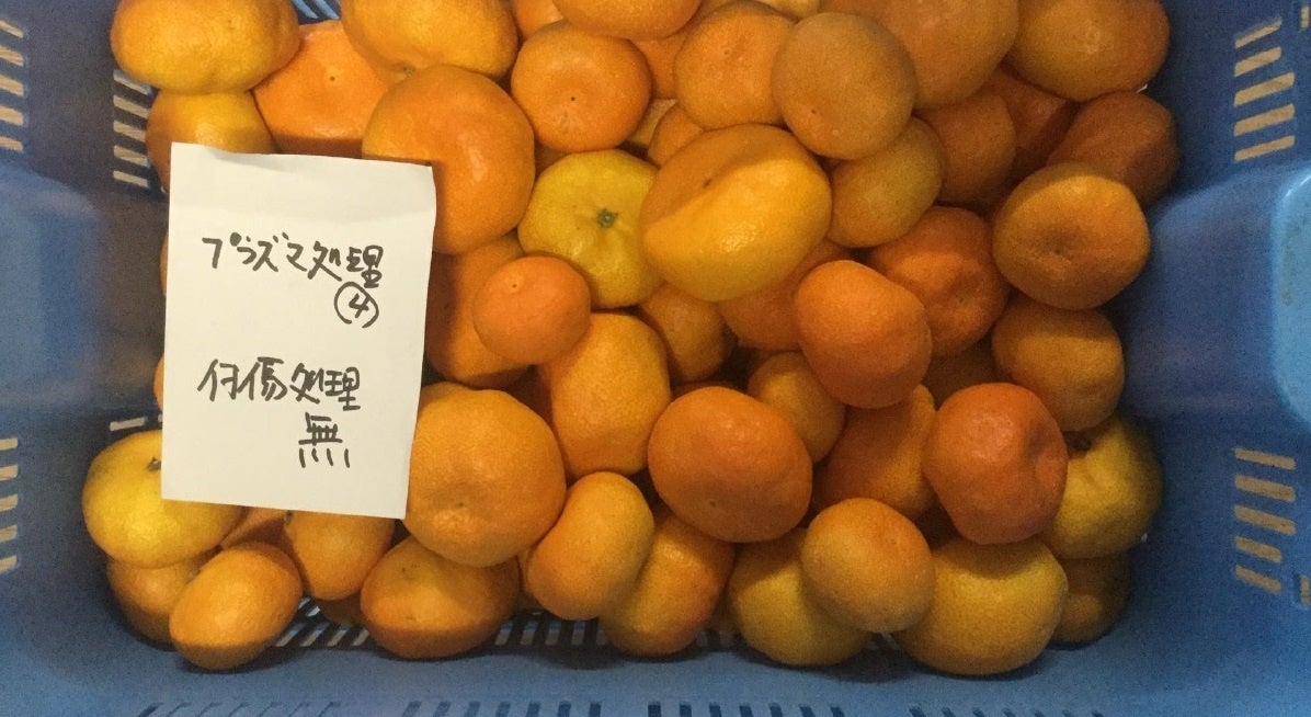 常温下で3週間保存したみかん（上）とプラズマ処理を施したみかん（下）