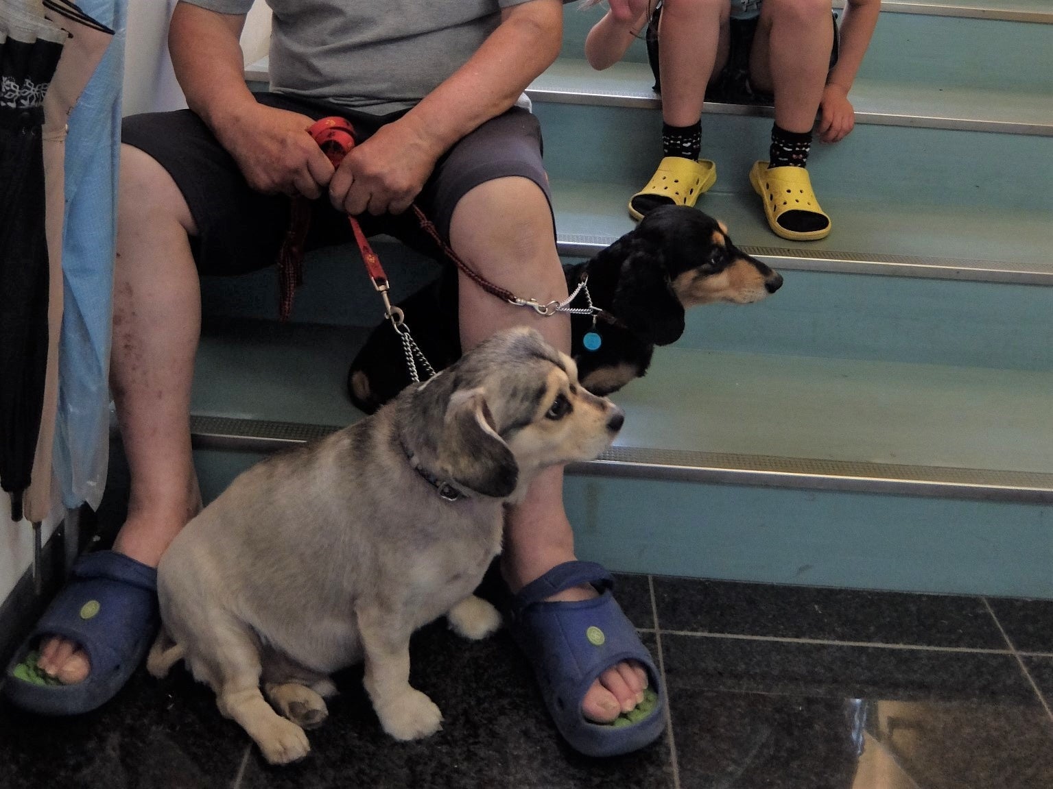 避難所の階段で避難する飼い主と犬