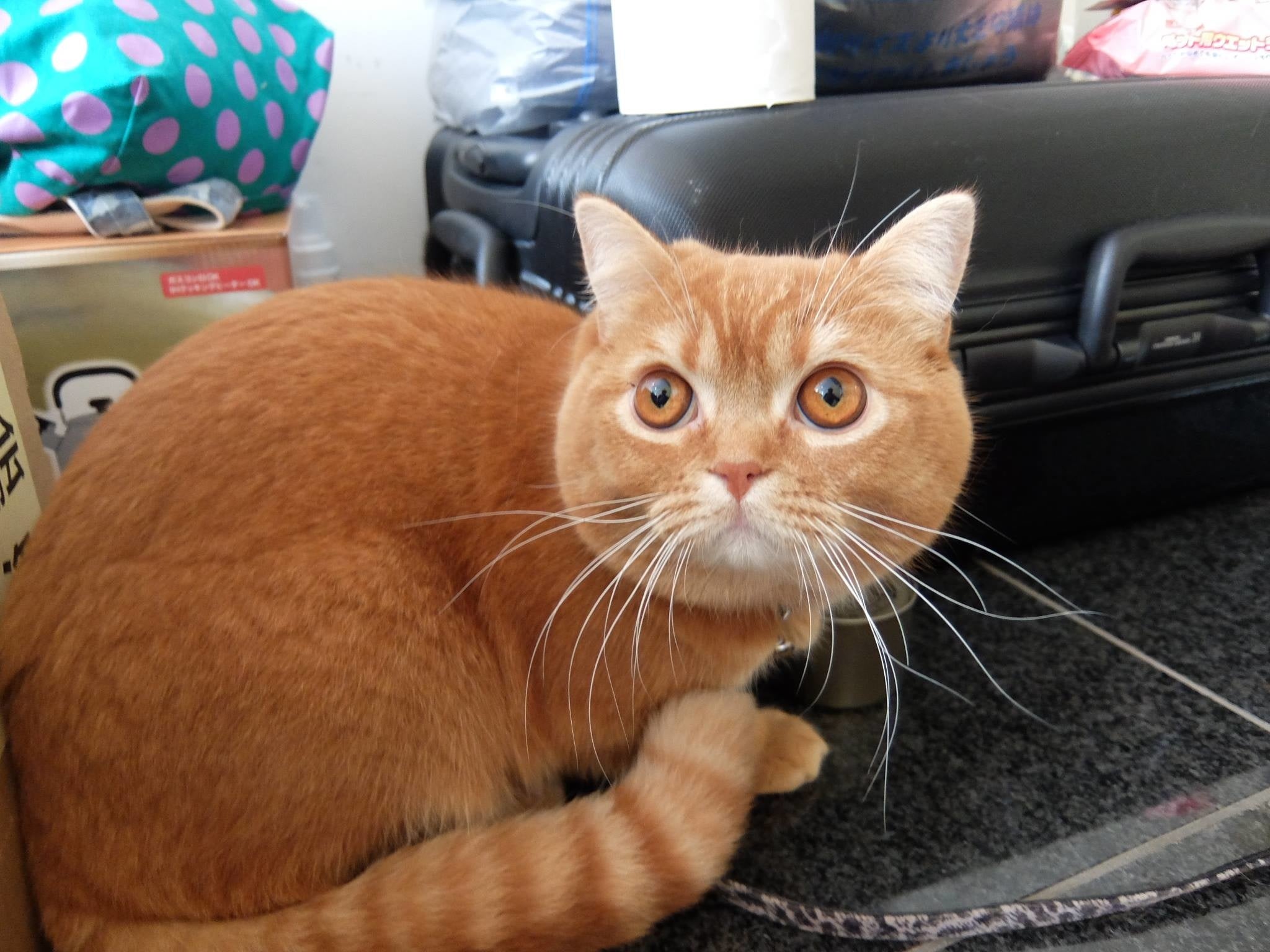 同伴避難を行なった猫